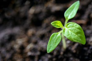 Pflanzen Blog